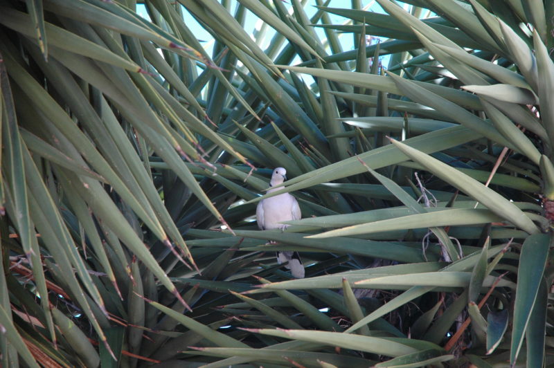 photo pigeon dans le yucca