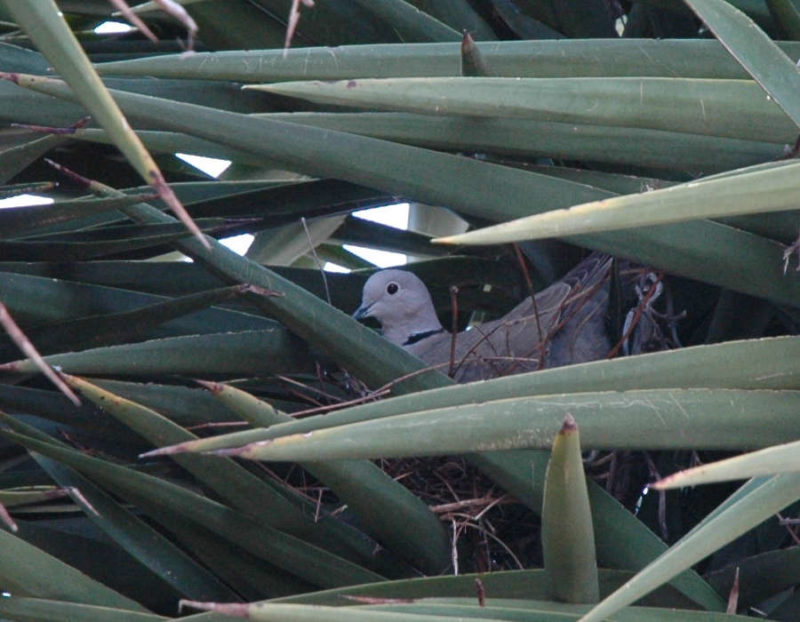 photo du pigeon posé dans le yucca