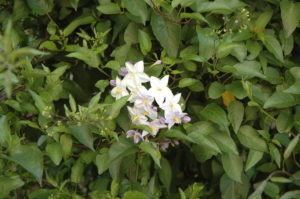 Fleur blanche d'une plante grimpante