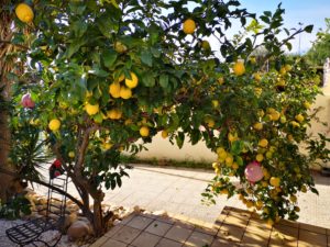 cascade de citrons